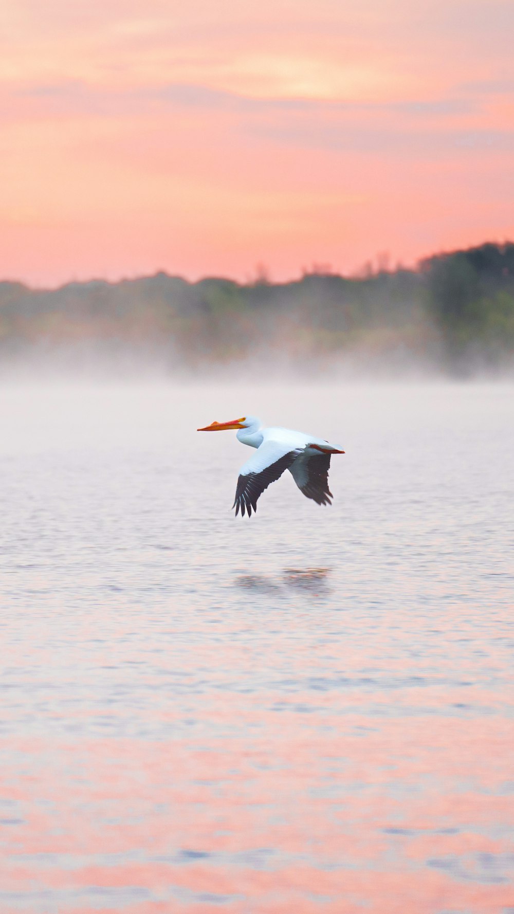 a large bird flying over a body of water