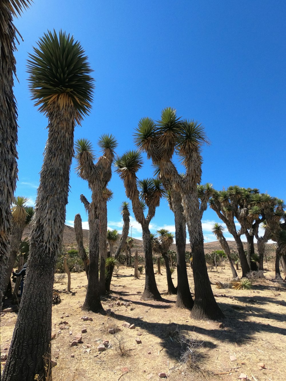 a group of palm trees in the desert