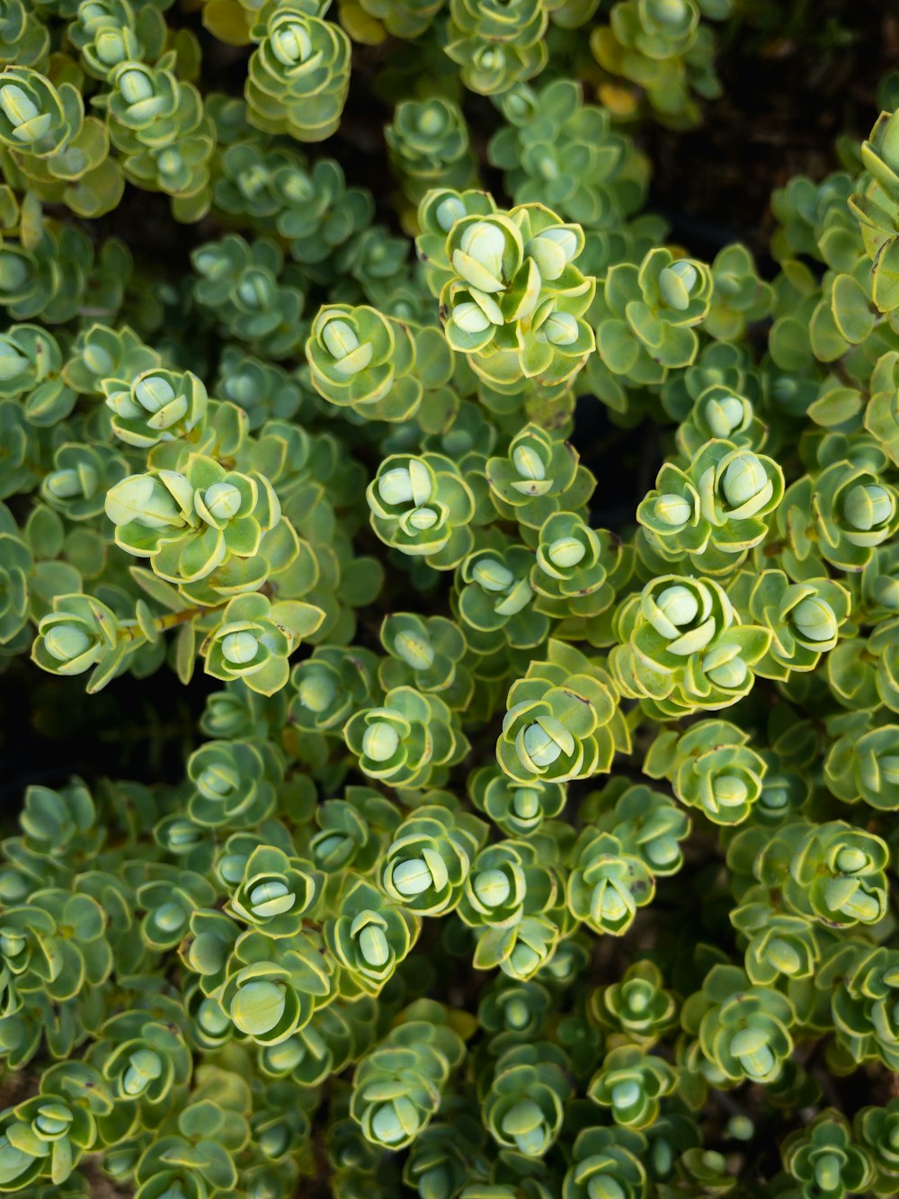 a close up of a bunch of green plants