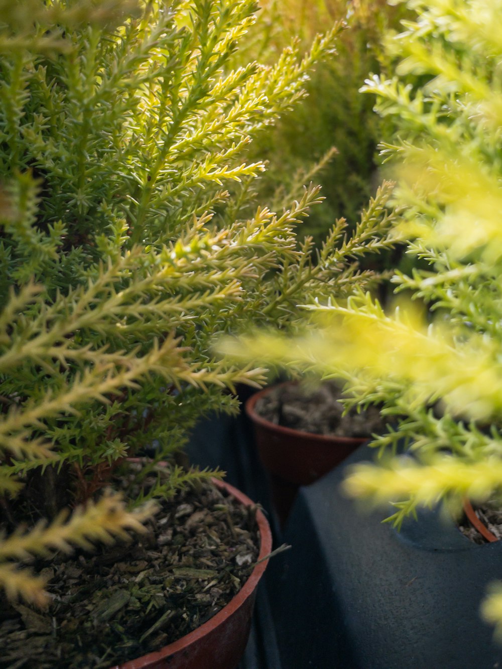 a row of potted plants sitting next to each other