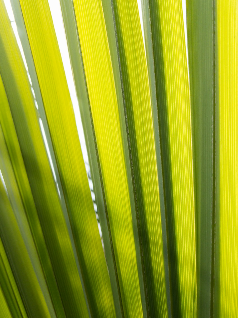 a close up view of a green leaf