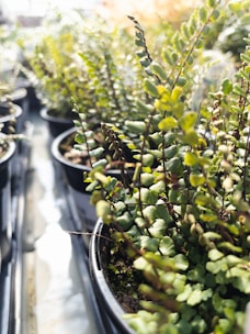 a row of potted plants in a greenhouse