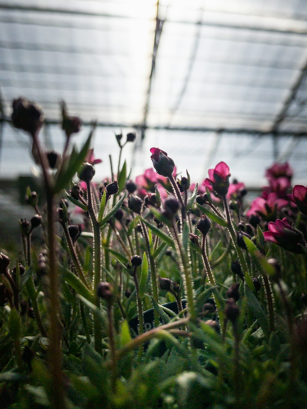 a bunch of pink flowers in a greenhouse
