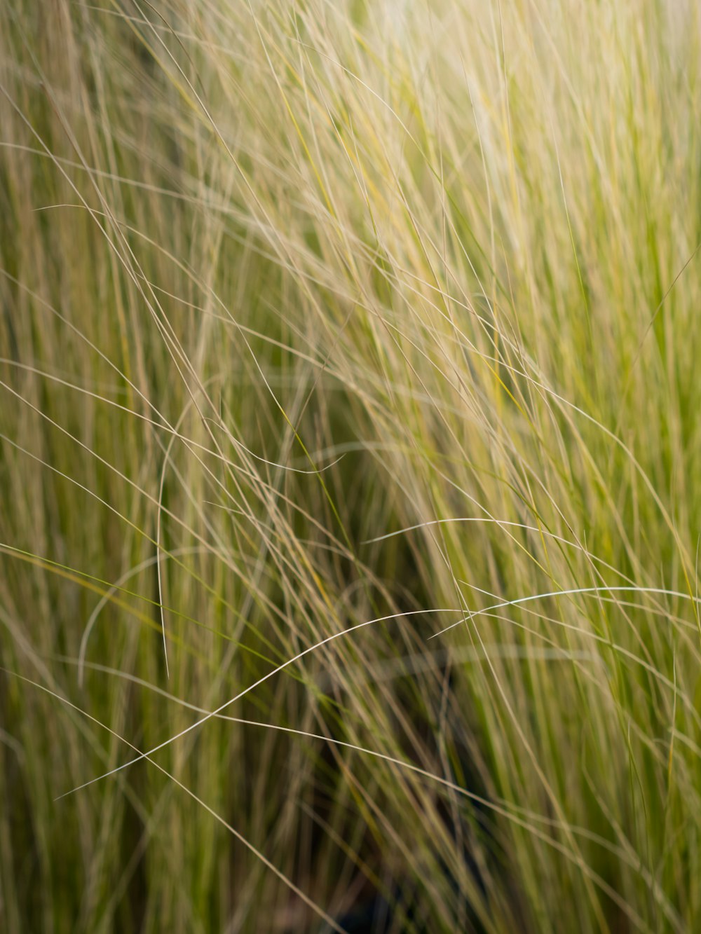 a close up of a bunch of tall grass