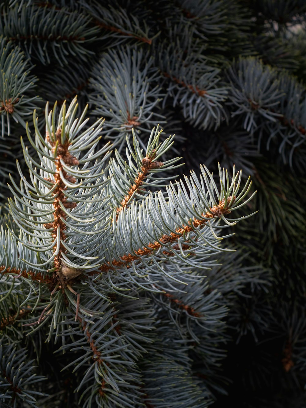 a close up of a pine tree with needles