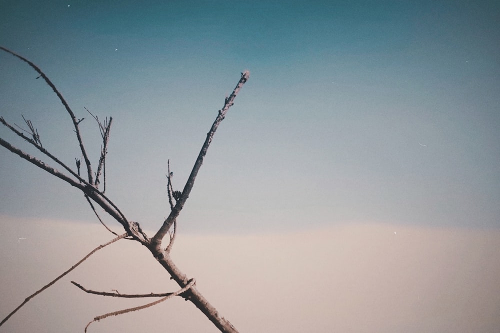 a bare tree branch against a blue sky