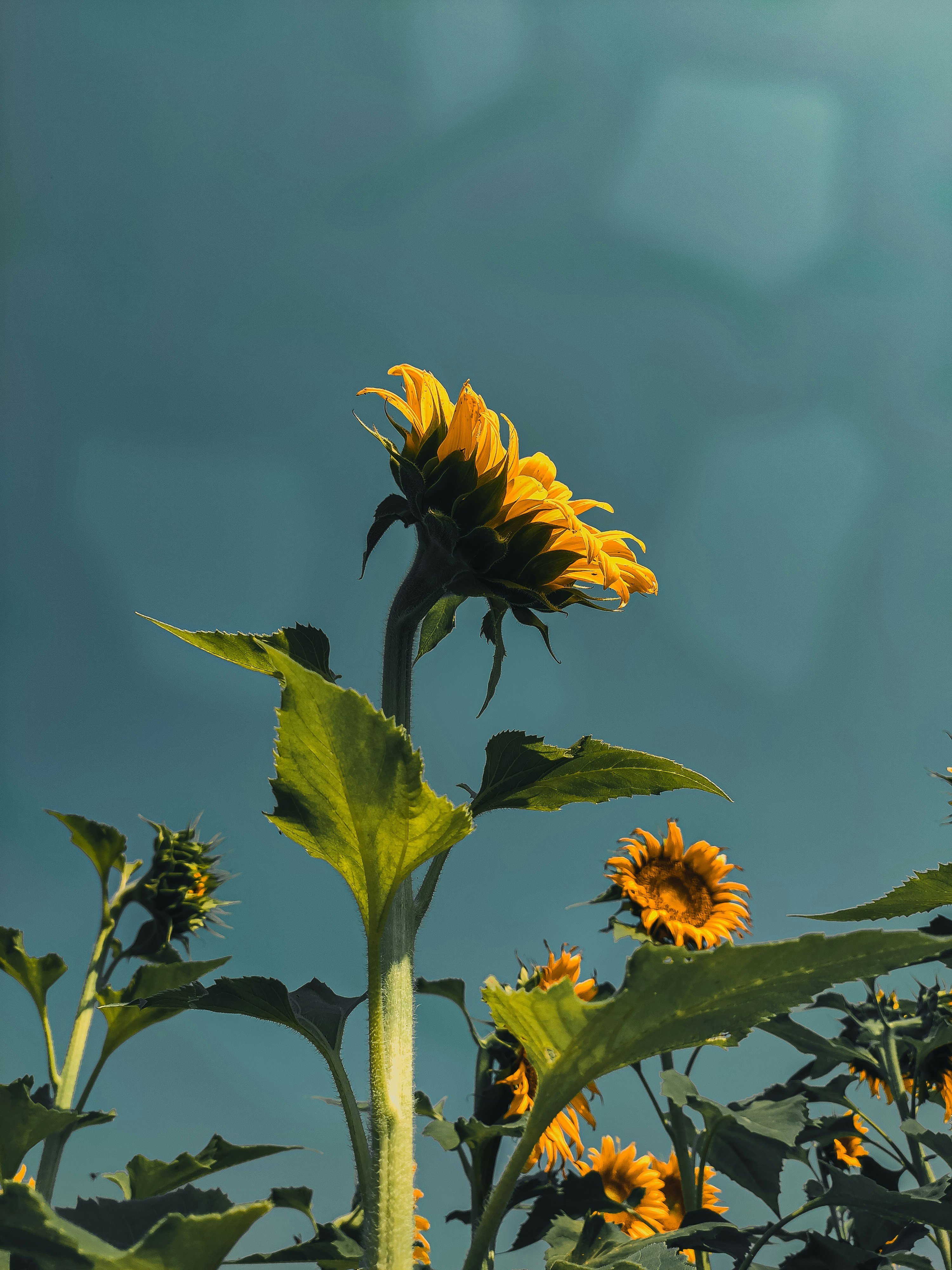 Photo by saifulislamantor