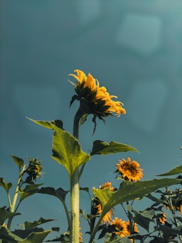 a sunflower in a field with a blue sky in the background