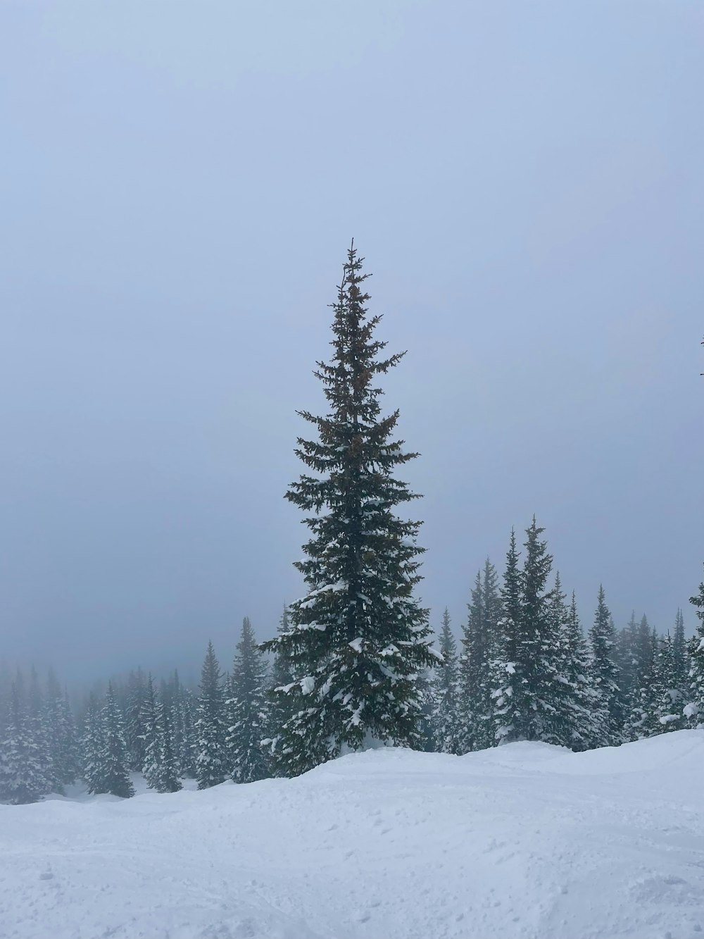 a snow covered field with trees in the background