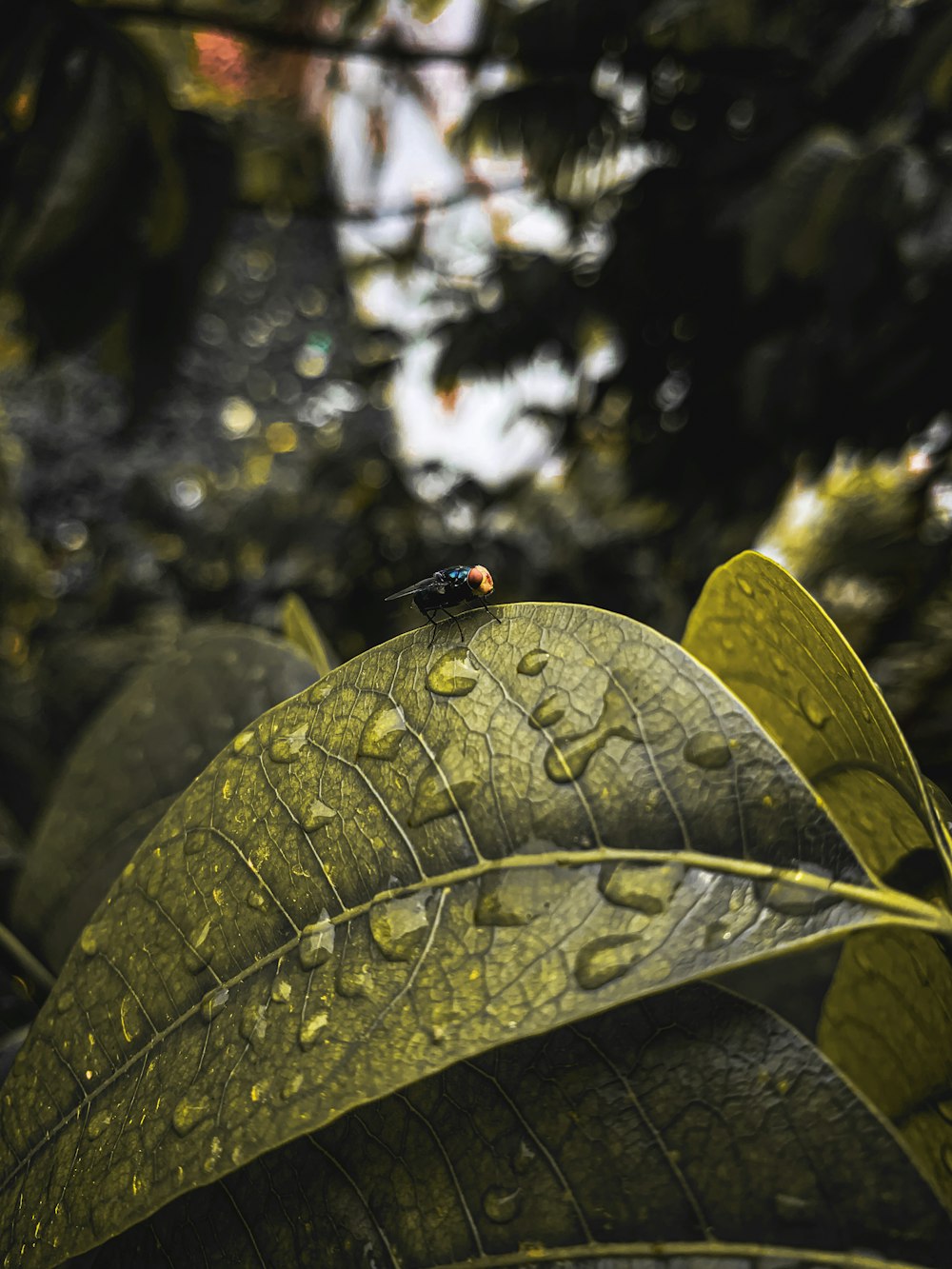 a green leaf with drops of water on it