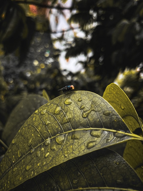 A macro photograph of a small fly perched on a large, textured leaf covered in water droplets. The background is blurred, providing a bokeh effect with light and shadow contrasts.