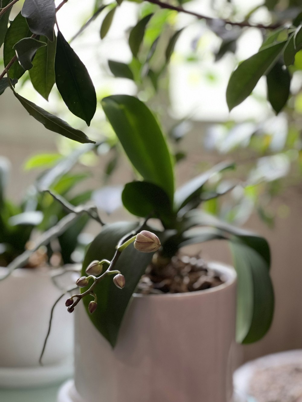 a close up of a potted plant on a table