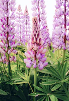 a field of purple flowers with green leaves