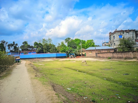 A rural landscape with a dirt path leading through a grassy area. A single cow grazes on the grass, while trees and shrubs line the perimeter. In the background, several buildings with brick and cement construction are visible under a partly cloudy sky. One building has a blue and pink exterior wall that stands out vividly.
