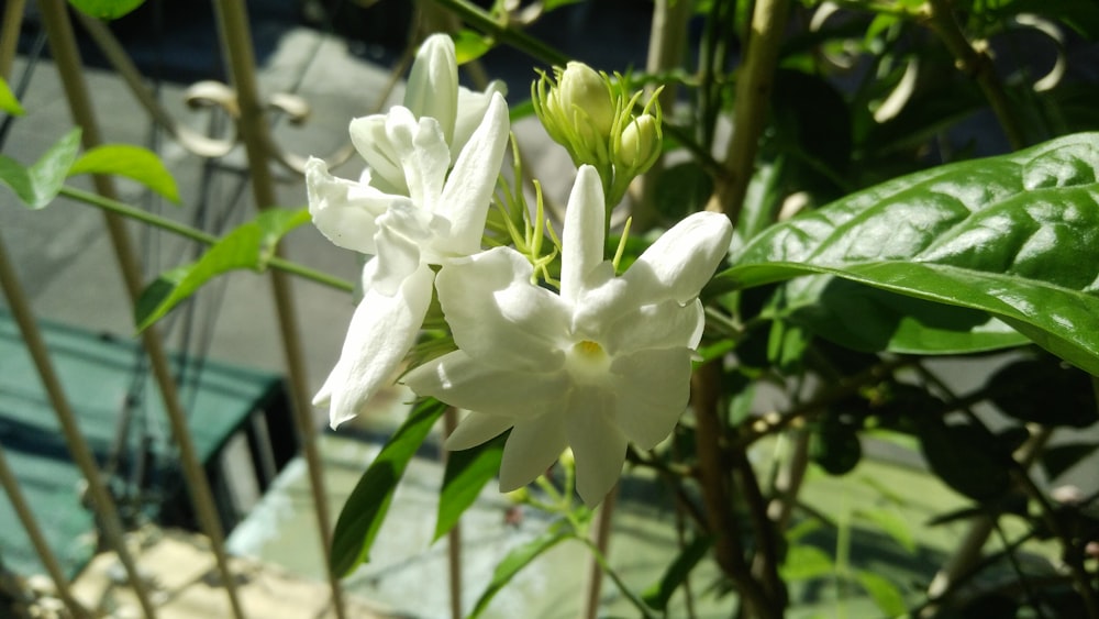 a white flower with green leaves in the background