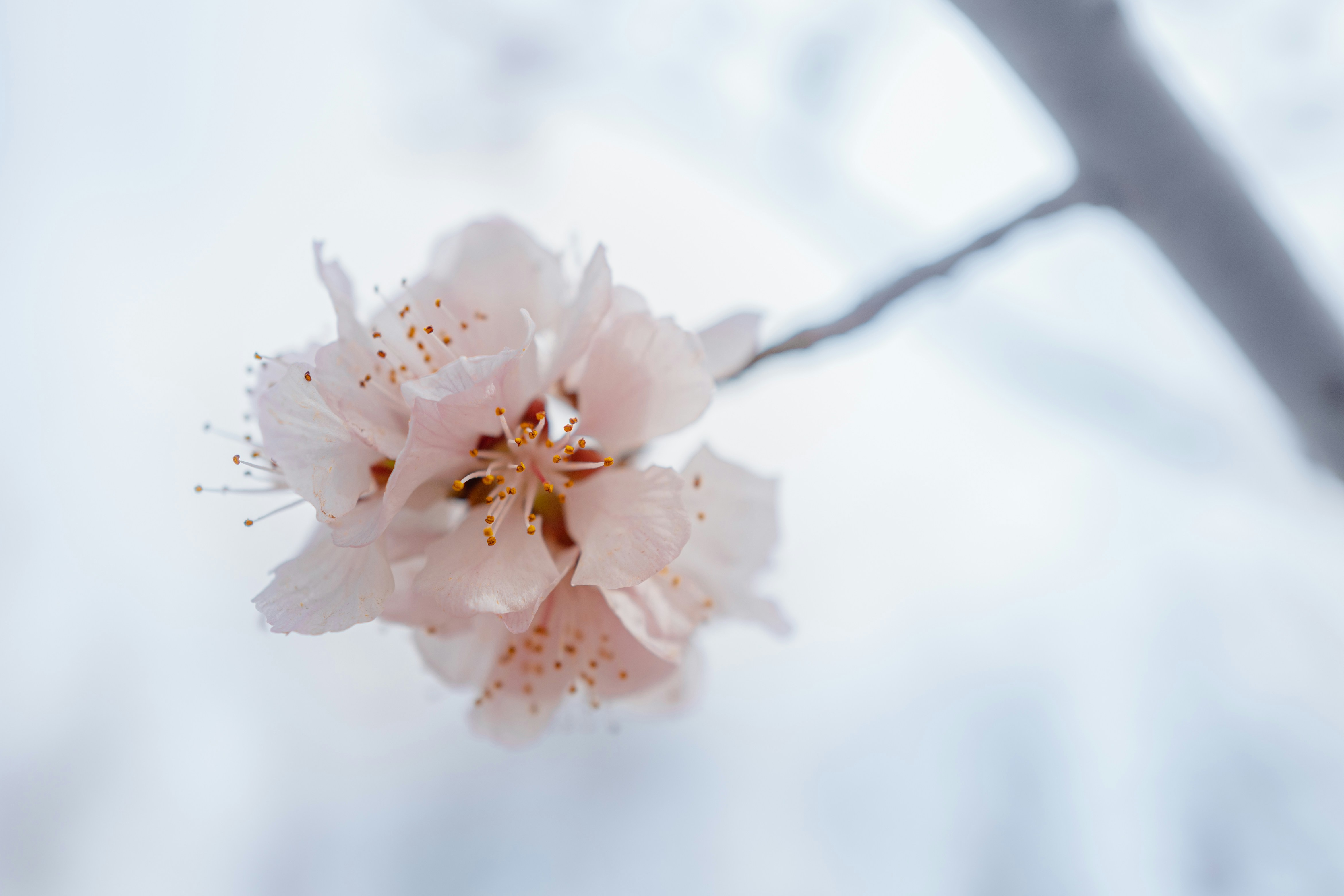 Photo by williamfang