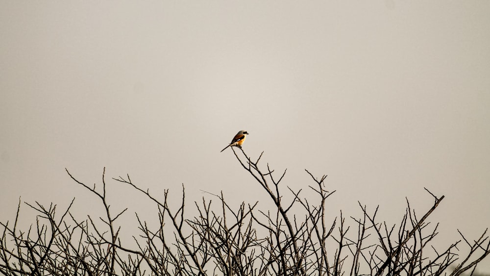 a small bird perched on top of a bare tree
