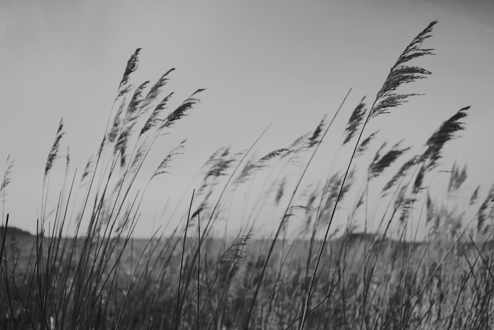 a black and white photo of some tall grass