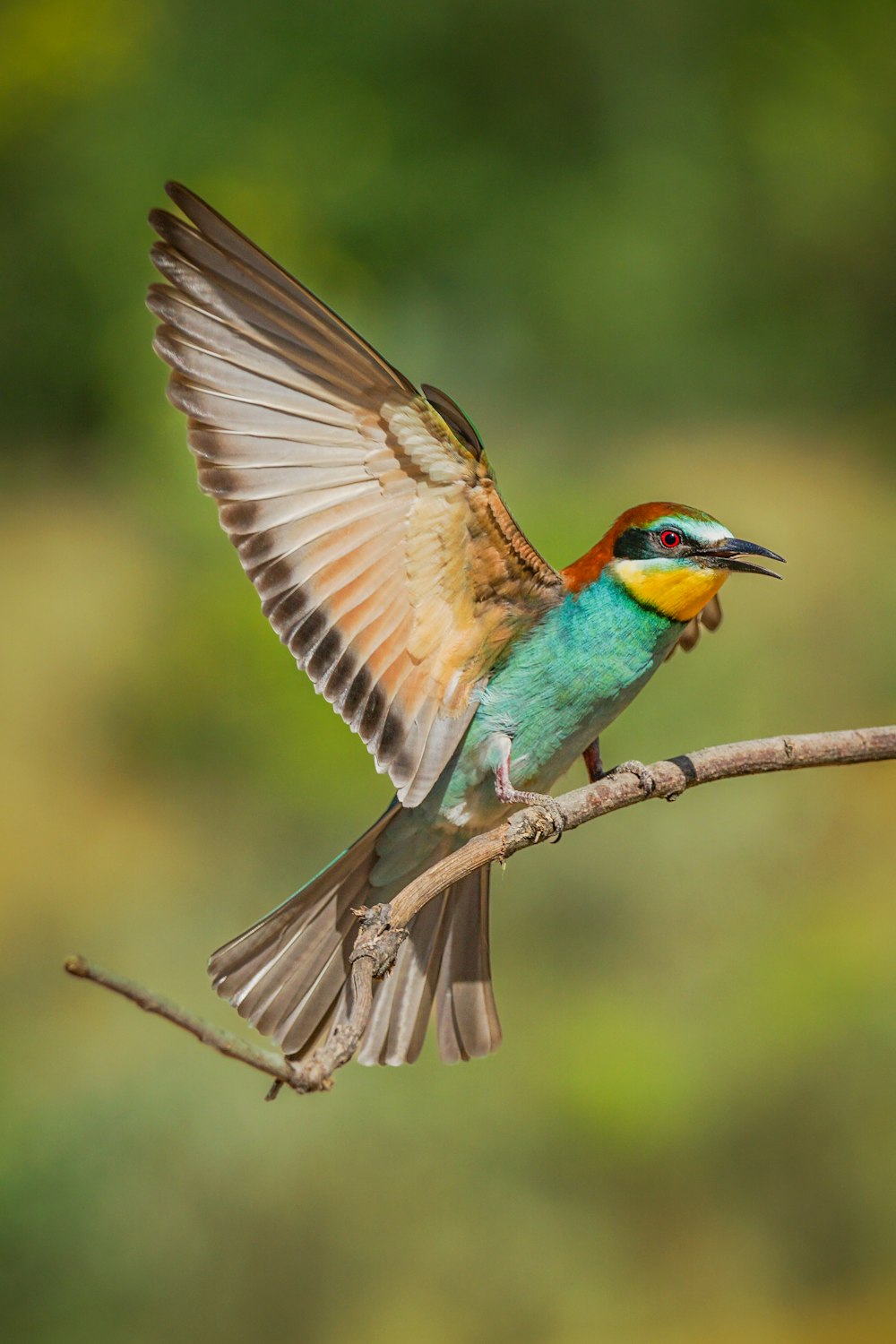 a colorful bird sitting on top of a tree branch