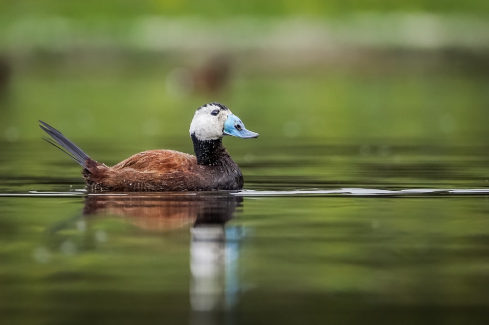 a duck floating on top of a body of water