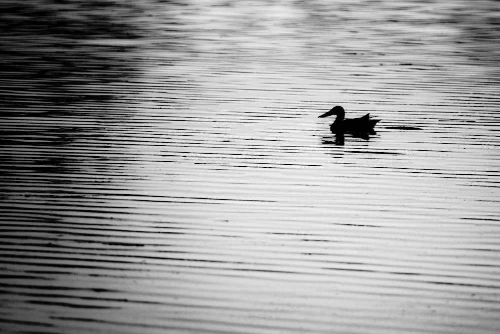 a black and white photo of a duck in the water