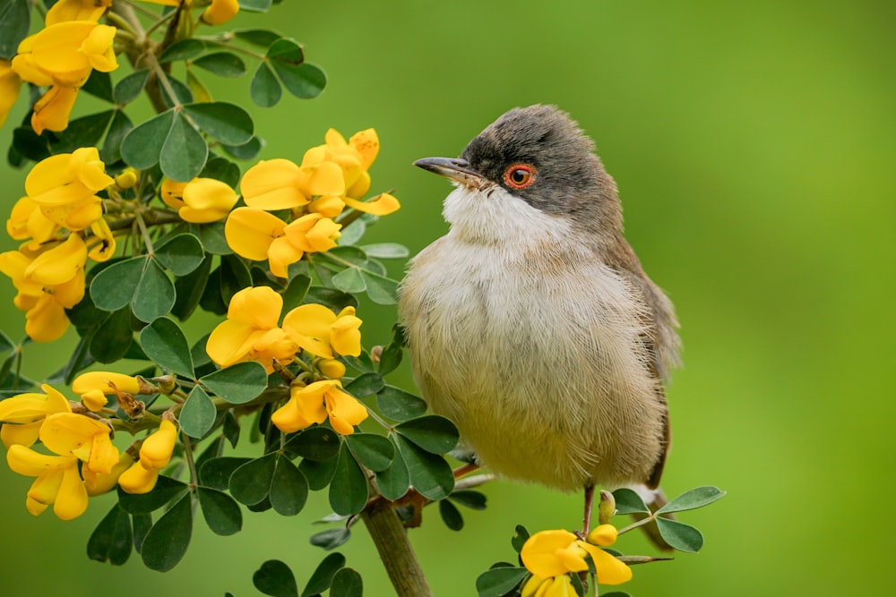 a bird perched on a branch with yellow flowers