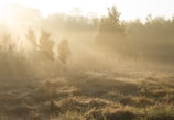 A serene natural landscape with soft sunlight filtering through tall trees.