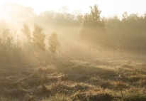 A serene landscape symbolizing hope and resilience, with soft sunlight filtering through trees.