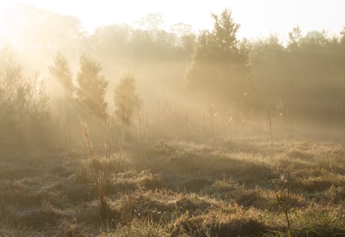 A serene landscape with soft sunlight filtering through trees.