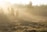 A serene landscape with soft sunlight filtering through trees, creating a calming atmosphere.