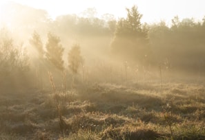 A serene landscape with soft sunlight filtering through trees.