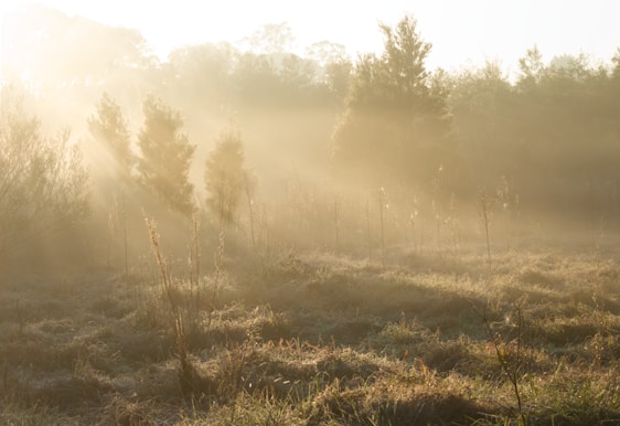 A peaceful landscape with soft light rays filtering through green leaves over a calm field of plants.
