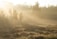 A serene landscape with soft sunlight filtering through trees, symbolizing peace and hope.