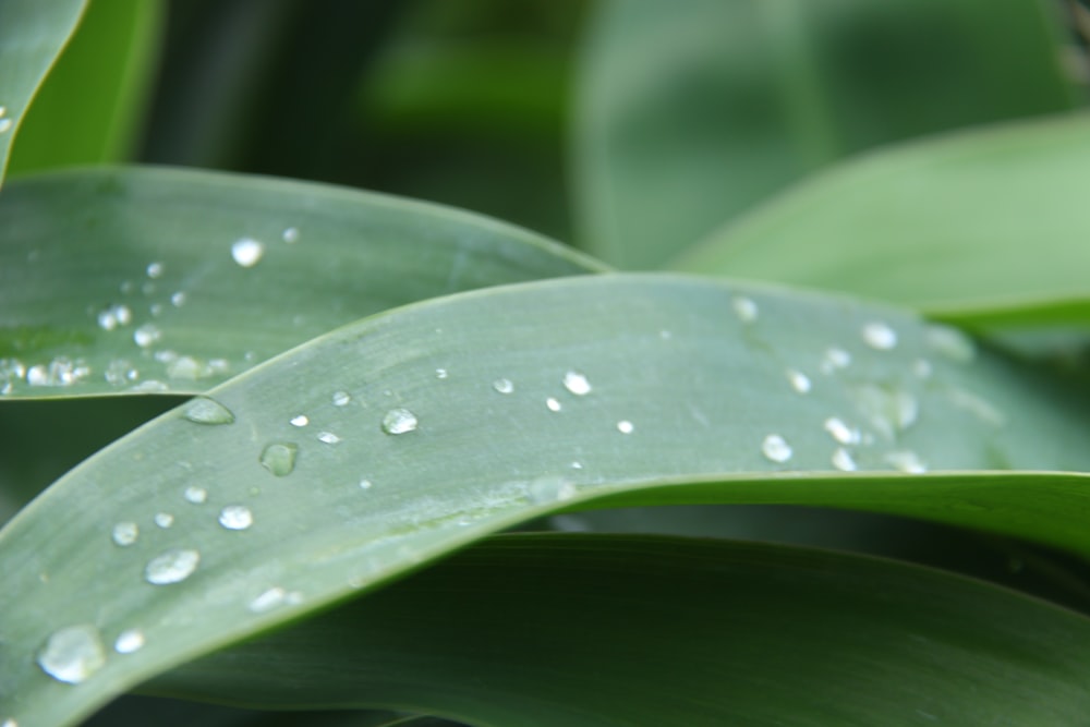 a close up of a leaf with water droplets