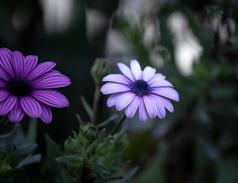 a couple of purple flowers sitting next to each other