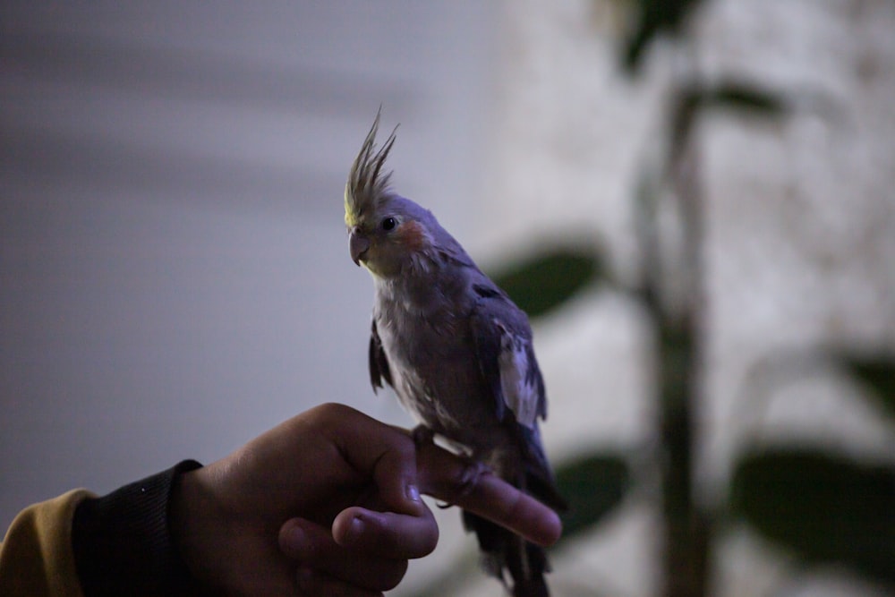 a small bird perched on top of a persons hand