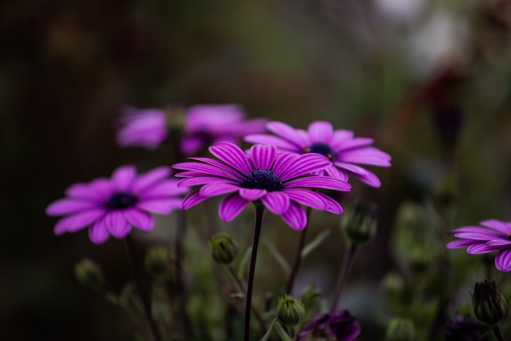 a bunch of purple flowers in a garden