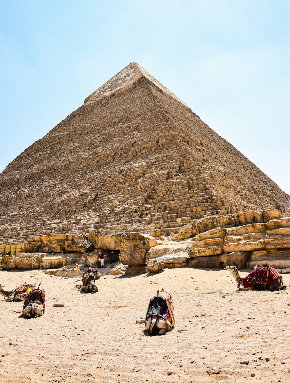 a group of camels sitting in front of a pyramid