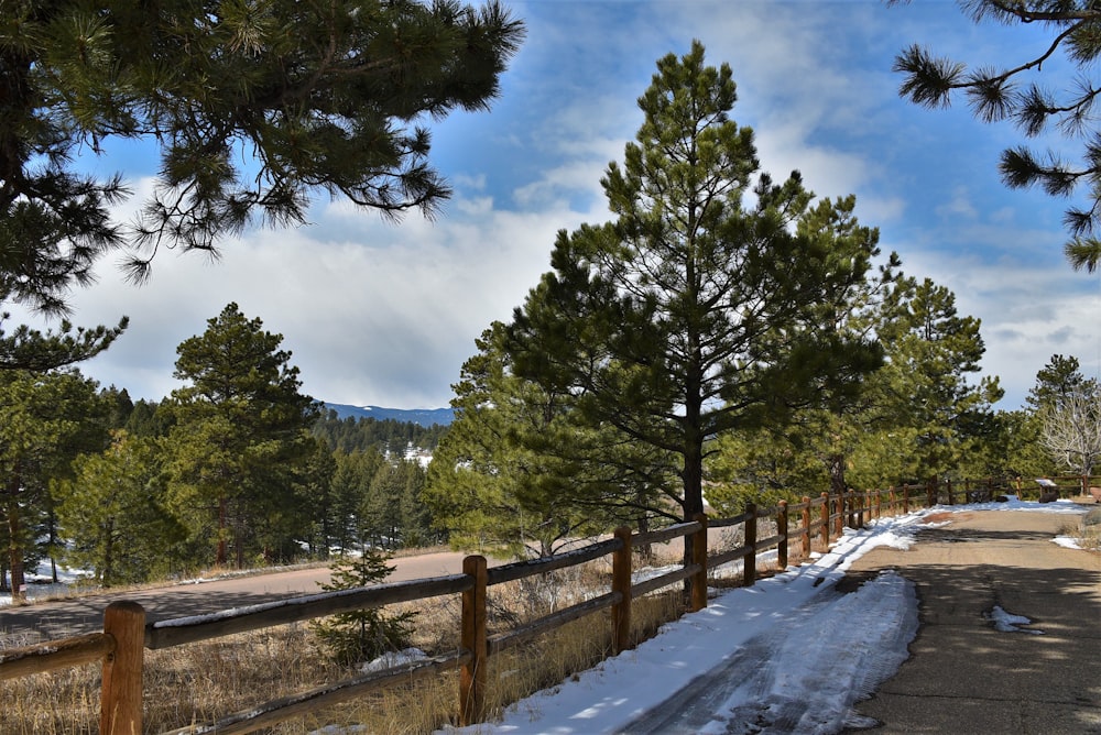 a road surrounded by pine trees and snow