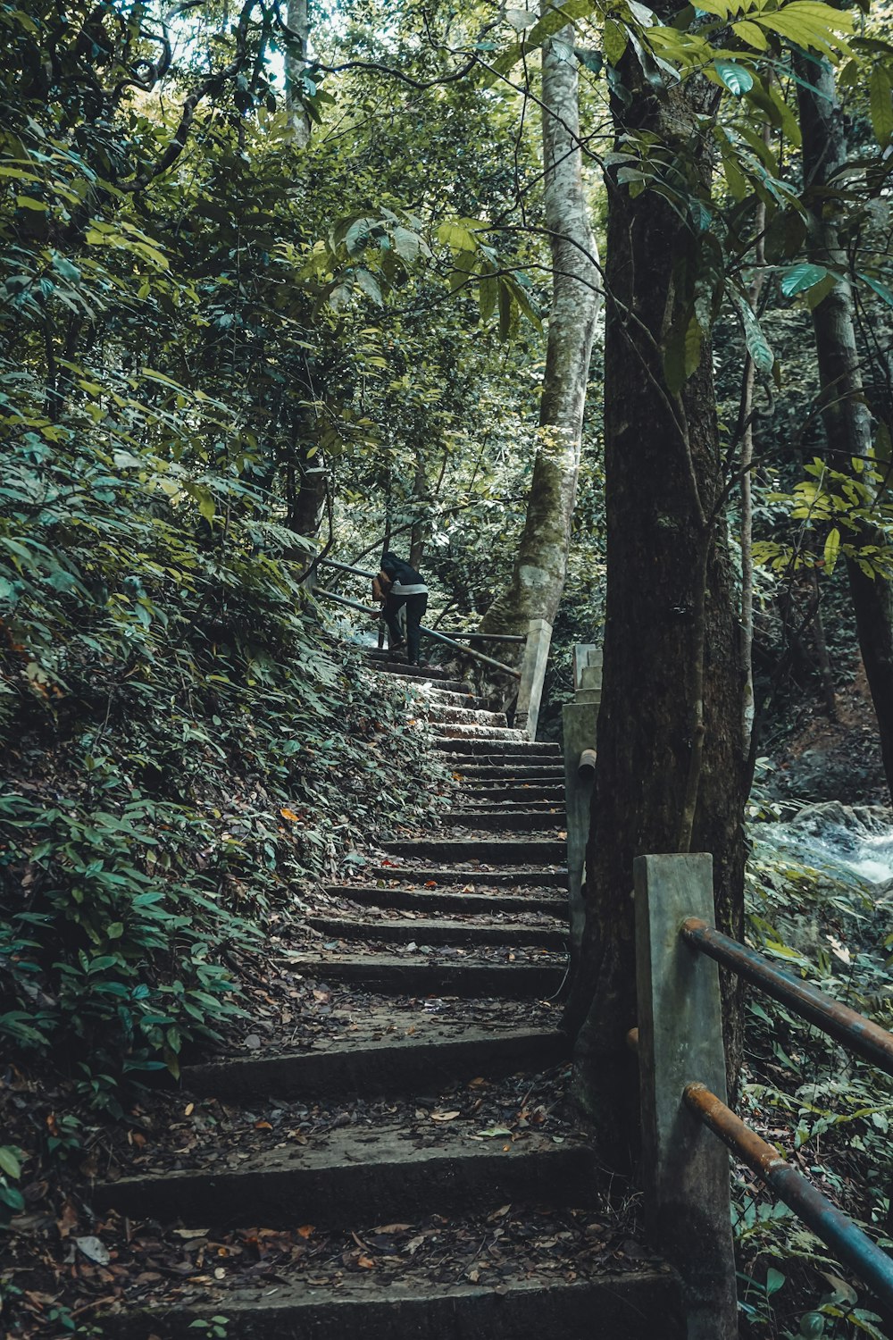 a set of stairs in the woods leading up to a tree