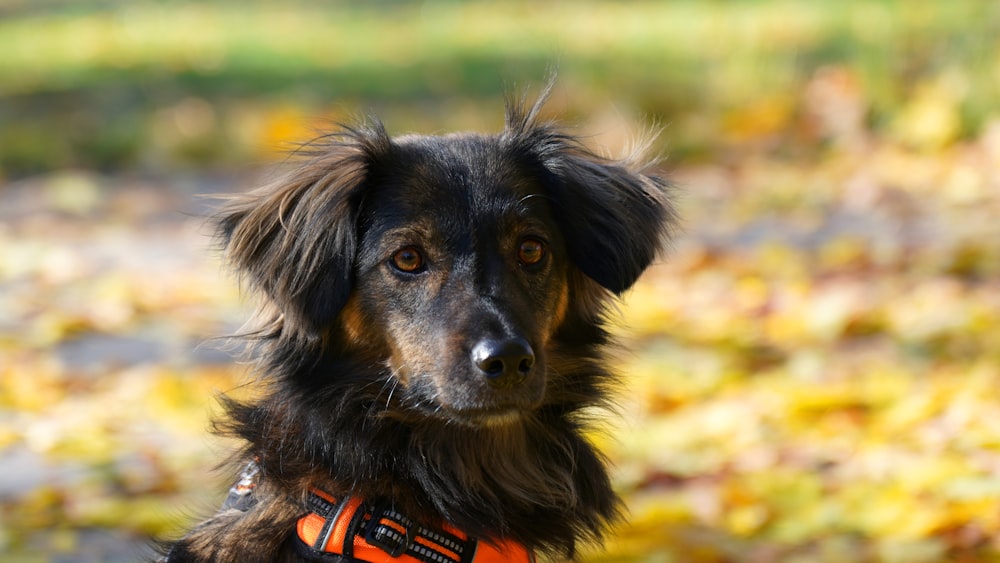 a black and brown dog wearing an orange collar