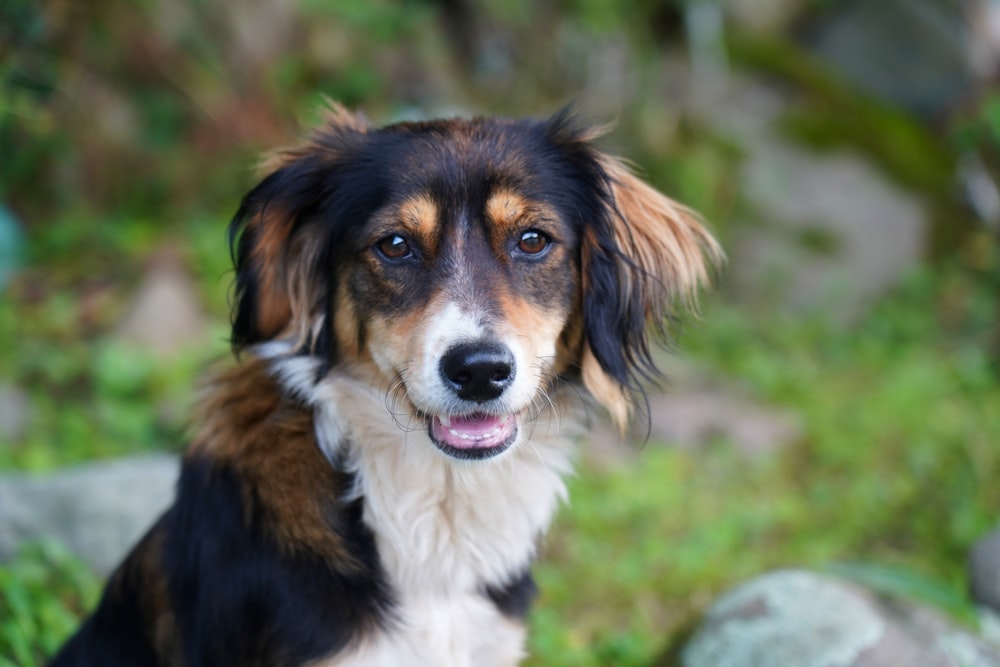 a close up of a dog on a field of grass