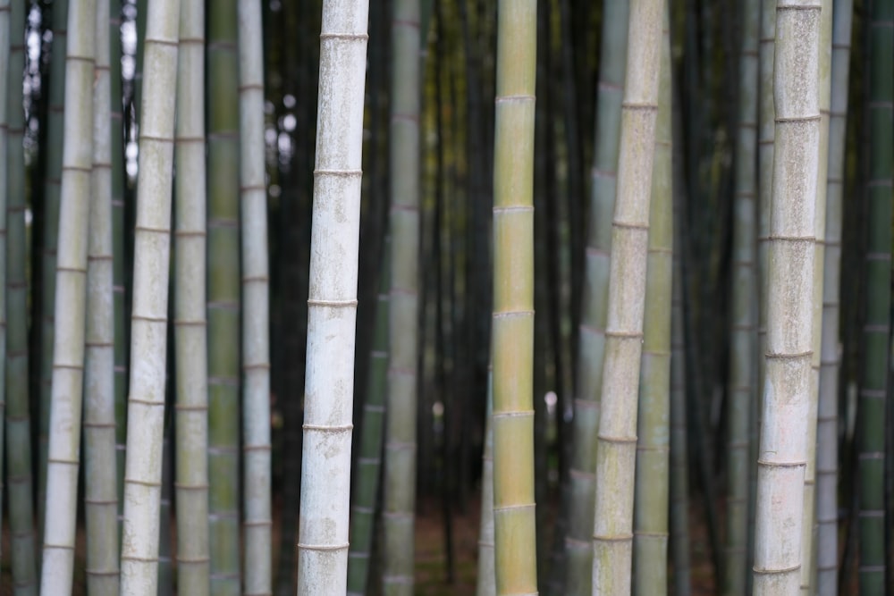 Un gruppo di alti alberi di bambù in una foresta