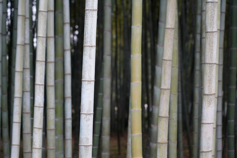 a group of tall bamboo trees in a forest