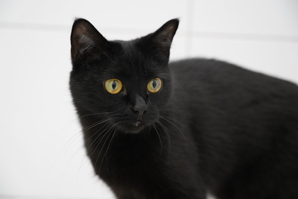 um close up de um gato preto com olhos amarelos
