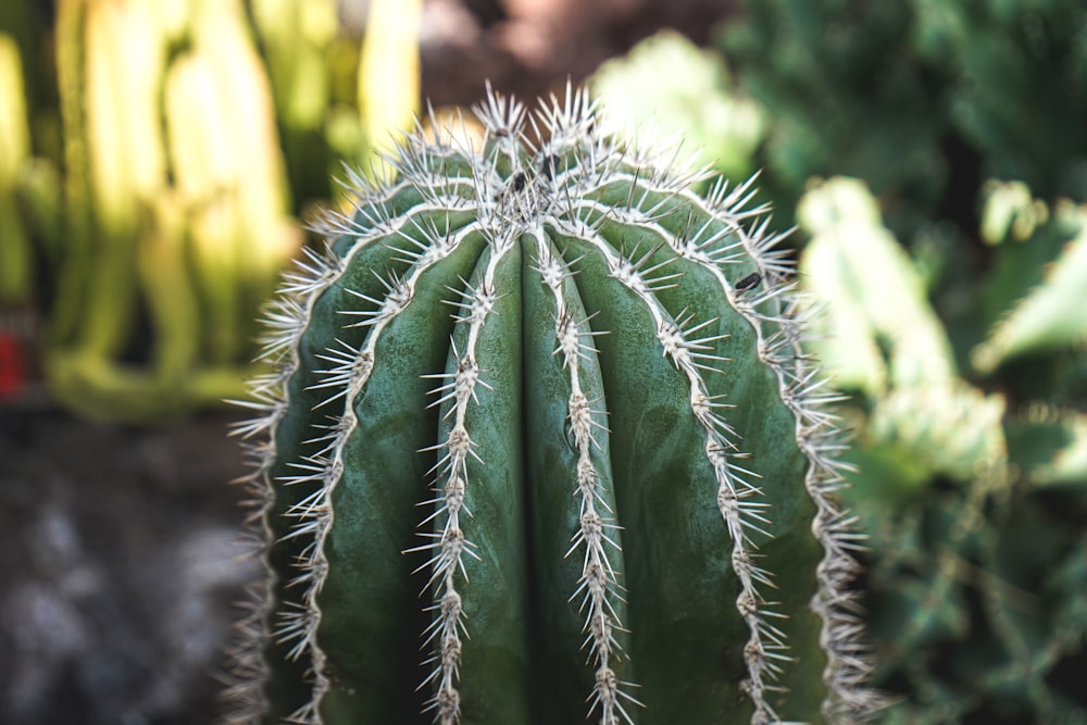 a close up of a cactus plant with other plants in the background