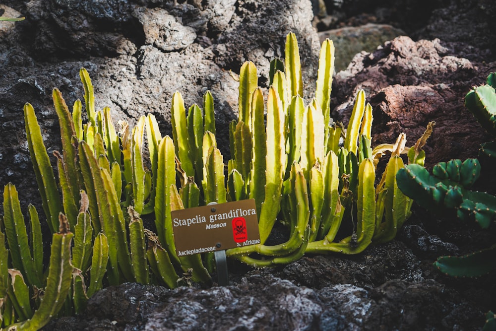 a close up of a plant with a sign on it