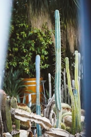 a garden filled with lots of different types of plants