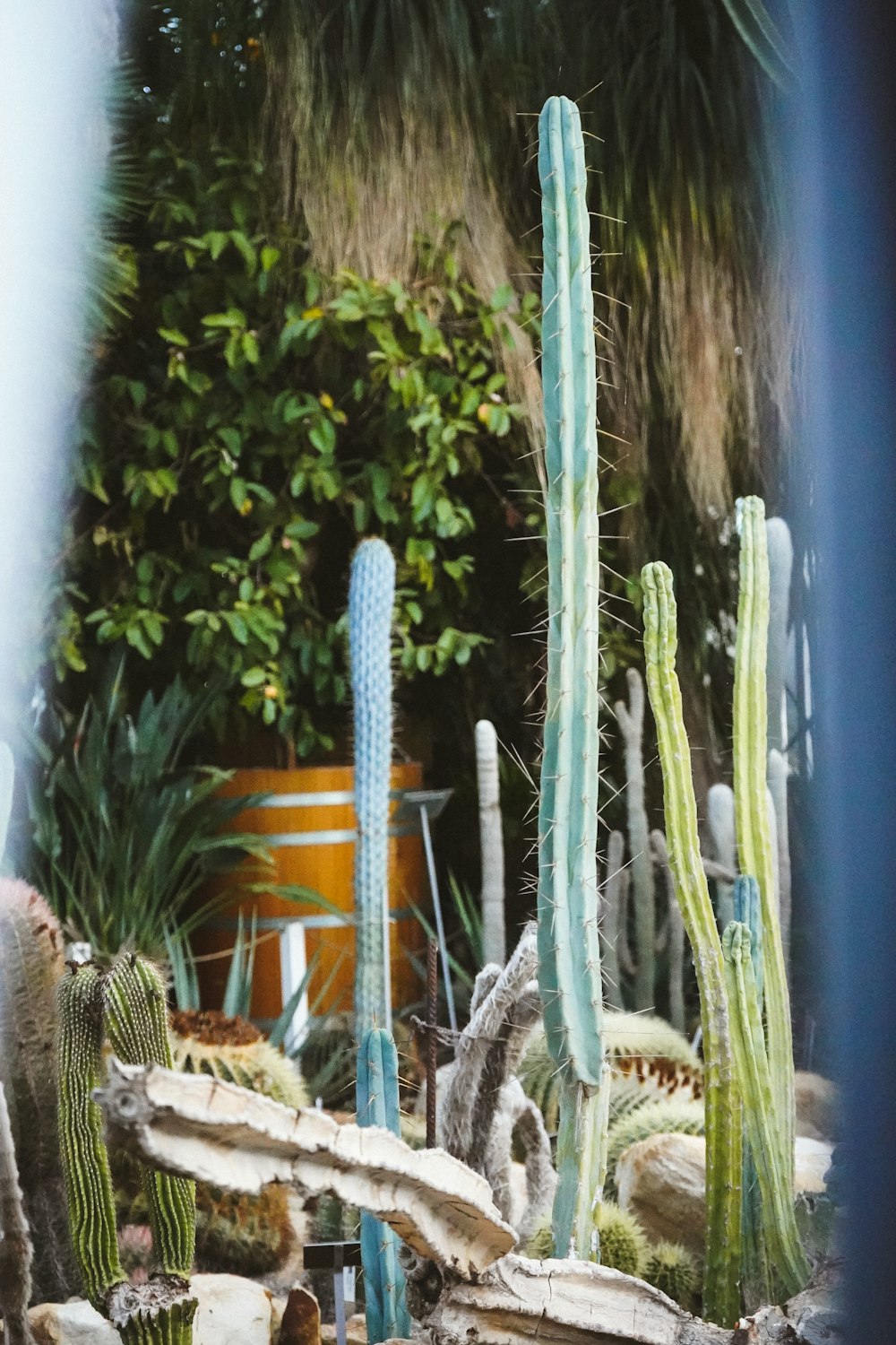 a garden filled with lots of different types of plants