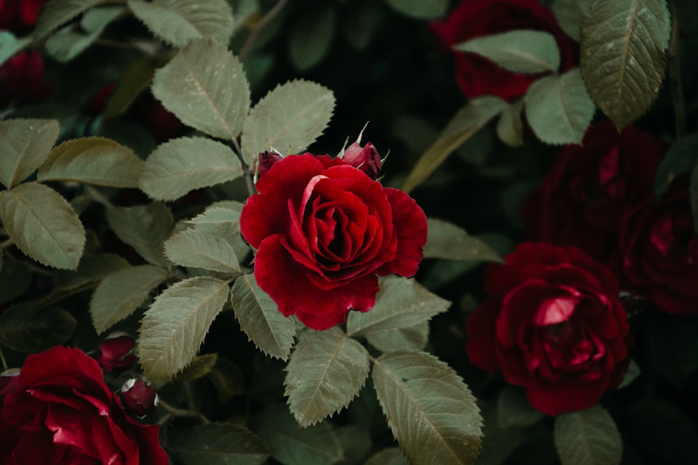 a close up of a bunch of red roses